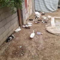 بچه  اردک|حیوانات مزرعه|رشت, پسیخان|دیوار