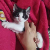 واگذاری بچه گربه