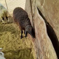 ۱۲بره نر شیری کشتاری هم پای پروار