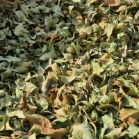 حنای محلی رودان