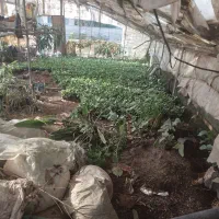 فروش کلیه گل و گلدون