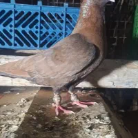 کبوتر رنگی ، هوایی و پلاکی پرشی