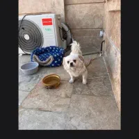 سگ پیکینیز شیتزو|سگ|چناران, |دیوار