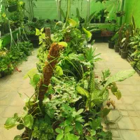 فروش انواع گل آپارتمانی