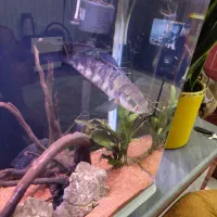 چانا رد مارو|ماهی|اردبیل, |دیوار