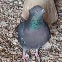 تهرونی|پرنده|اصفهان, حصه جنوبی|دیوار