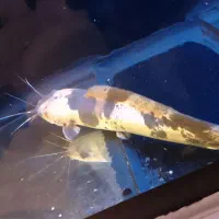 ماهی اکواریوم|ماهی|تهران, مجیدیه|دیوار