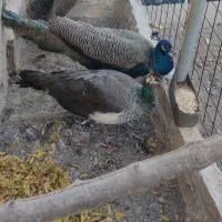 طاووس بالغ|پرنده|برزک, |دیوار