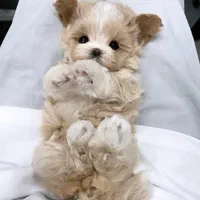 توله سگ مالتی پو (مالتیز+پودل)