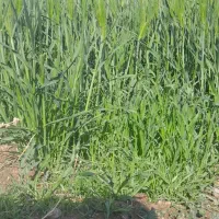 خصیل خسیل جو علف