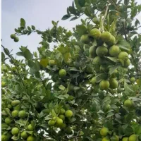 نهال درخت مرکبات سیاه درخت|خدمات باغبانی و درختکاری|شیراز, بید زرد|دیوار