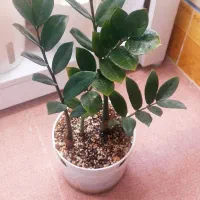 گلهای طبیعی