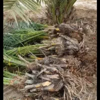 نهال ،پاجوش. نخل، خرما.