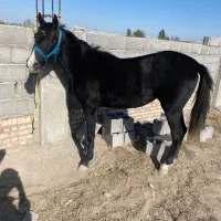 کره  مادیان|اسب و تجهیزات اسبسواری|اردبیل, |دیوار