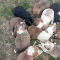 توله سگ واگذاری رایگان