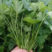 سبزی (توله)