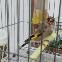 سهره کرمانی نر