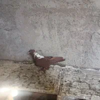 الابوغازنر تاگوز|پرنده|اردبیل, |دیوار