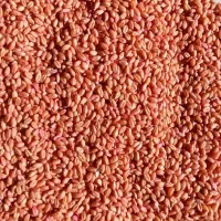 گندم بذر پیشگام|خدمات باغبانی و درختکاری|دهگلان, |دیوار