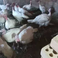 جوجه بوقلمون بیوتی