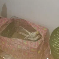 عروس هلندی مولد به تضمین|پرنده|مراغه, |دیوار