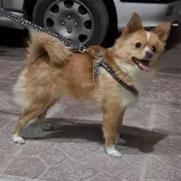 سگ پاکوتا