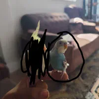 مرغ عشق نر دستی