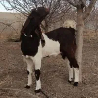 بزغاله نرو ماده پاکستانی