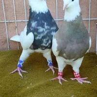 یک جفت نروماده طوقی کاکلی هفرنگ