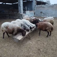 ده راس گوسفند آبستن|حیوانات مزرعه|گمیشان, |دیوار