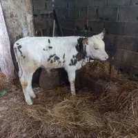 فروش گوساله پرواری|حیوانات مزرعه|طبس, |دیوار