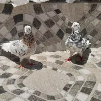 جفت هما بشرط پرش تخم