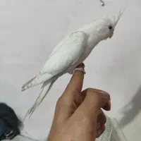 عروس هلندی البینو نر