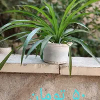 کادوی روز مادر|گل و گیاه طبیعی|شاهینشهر, شهرک ردانی پور|دیوار