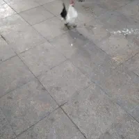 خروس مینیاتوری زیبا