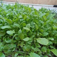 استخدام فست فود