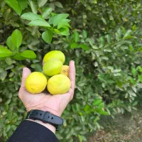 خونه باغ|فروش خانه و ویلا|چغادک, |دیوار