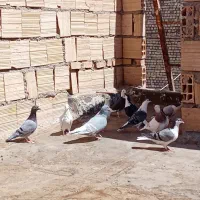 کفتر رنگه|پرنده|مشهد, كنويست|دیوار