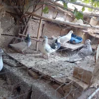 کبوتر|پرنده|زنجانرود, |دیوار