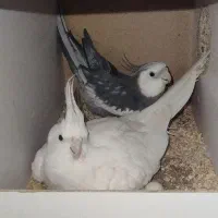 یک جفت عروس هلندی آلبینو و وایت فیس