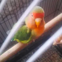 طوطی برزیلی