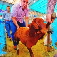 +نَرتعاونی\گوًسفند.مصرفی'زنده+تنظیم بازار