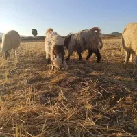 بز و بز غاله|حیوانات مزرعه|گوآور, |دیوار