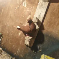 سرخ دم سفید