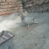 جوجه گوک معامله ای|پرنده|ایرانشهر, |دیوار