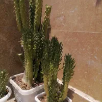 گل کاکتوس