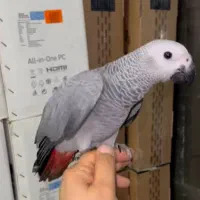 کاسکو کاکادو آرا اکلکتوس سرلاکی