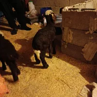 بره شیری افشاری بزغاله شیری