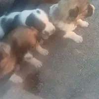 توله سگ سرو کله دار