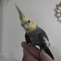 عروس هلندی آواز خون